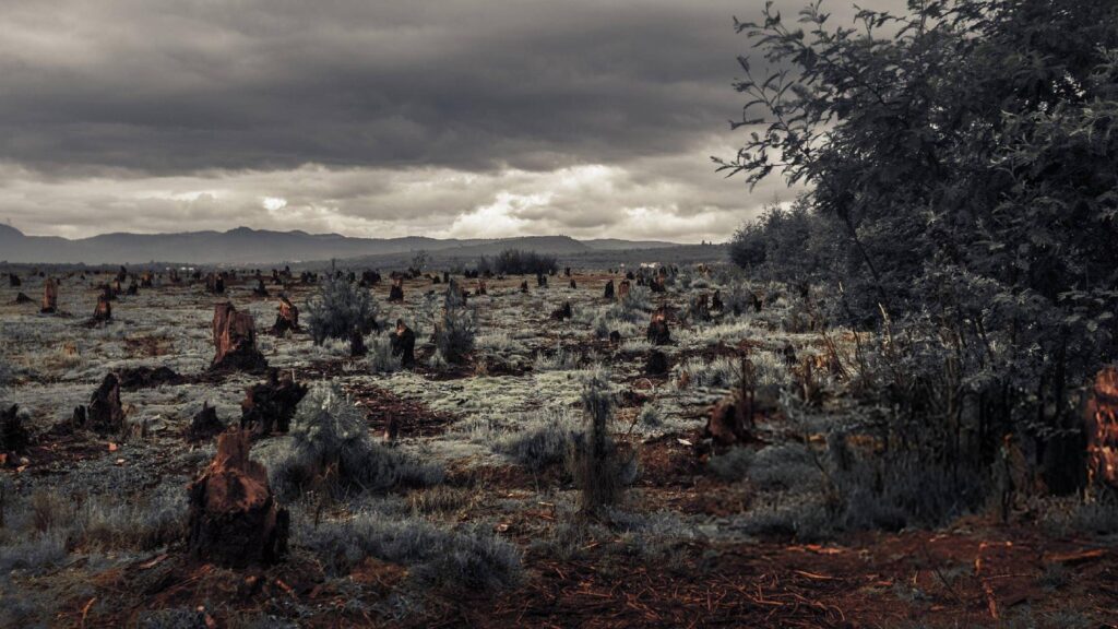 The Silent Crisis Deforestation in African Forests