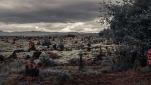 The Silent Crisis Deforestation in African Forests